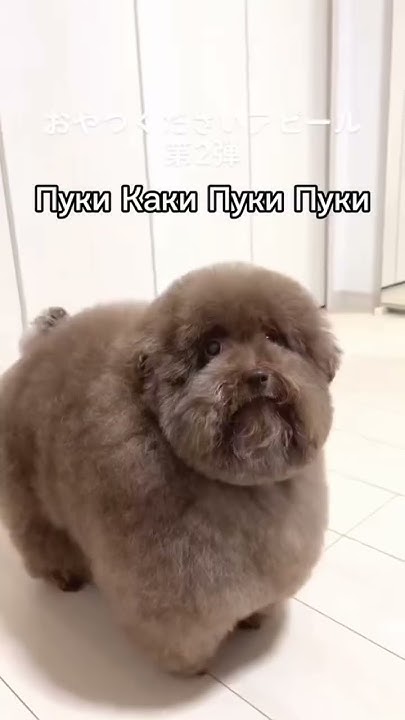 Ипучий есть какашке #спартак #хаха #какашка #какашки #собака #ибучий # ...