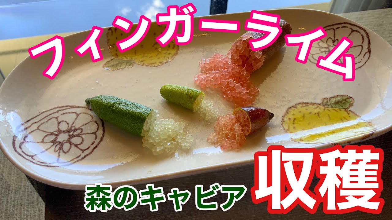 フィンガーライム　実生苗から重量級の収穫❣️