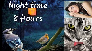 Videos For Cats To Watch - Night Time For Active Pets While You Sleep : 8 Hours Videos For Cats To Watch - Night Time For Active Pets While You Sleep : 8 Hours