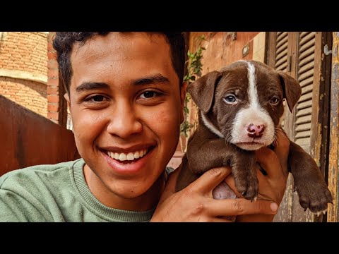 اشتريت اقوي واشرس جرو بيتبول اقوي سلالة سعره 10000 