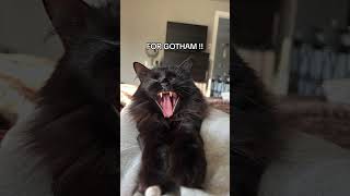 I’m Batman 🐈‍⬛🦇 #cats #catlovers #catvideos #shorts
