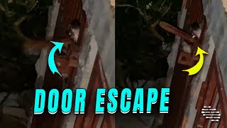 Dog and Pup Escape by Removing Lock and Opening Door
