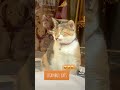 Türkiye Vlog. Турция. Istanbul cats. Трехцветная кошечка обалдела от наглости другого кота))