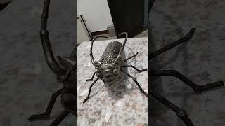 A purely handmade longhorn beetle-themed humanoid robot.