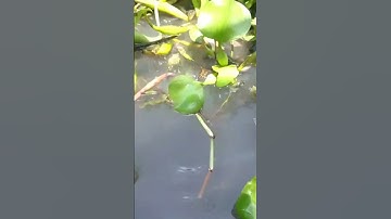 #shorts  cá cóc khủng