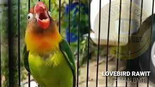 Show Lovebird Rawit Konslet Mangap