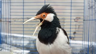 Pancingan Jalak Suren Gacor Mompa Full BONGKAR Isian Cocok Buat Masteran Burung Jalak Muda