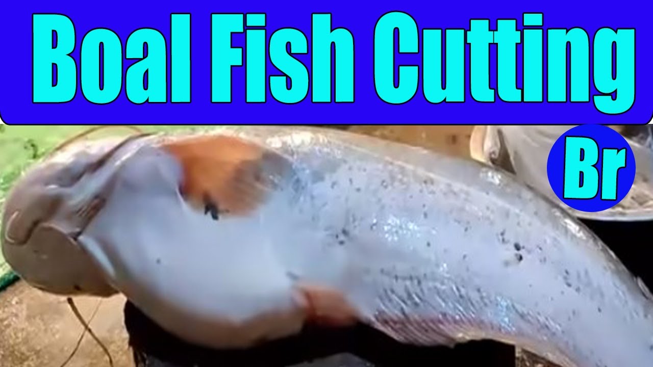 Giant Boal Fish Cutting Big Fish Slicing Fish Cutting Fish