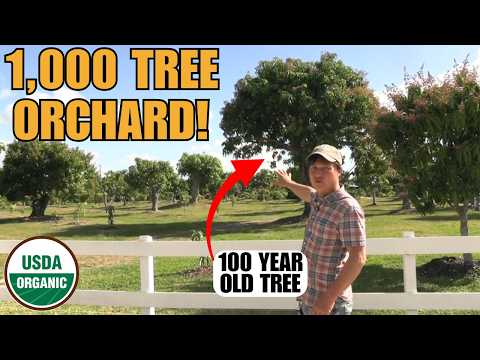 Inside Florida’s Rare 1,000-Tree Organic Mango Orchard (Free Festival!)