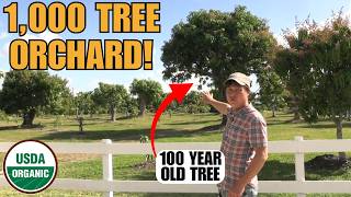 Inside Florida’s Rare 1,000-Tree Organic Mango Orchard (Free Festival!)