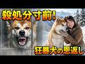 【殺処分寸前】誰にも触れさせない狂暴な秋田犬。檻の奥で震える命に一人の女性が寄り添った時、雪山で起きた奇跡の恩返し