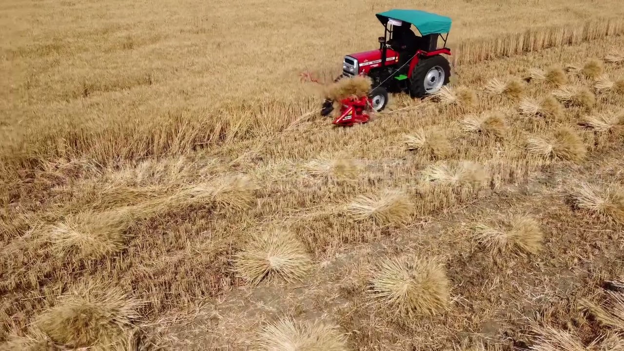 Sardar reaper binder machine wheat harvesting machine #reaperbinder 