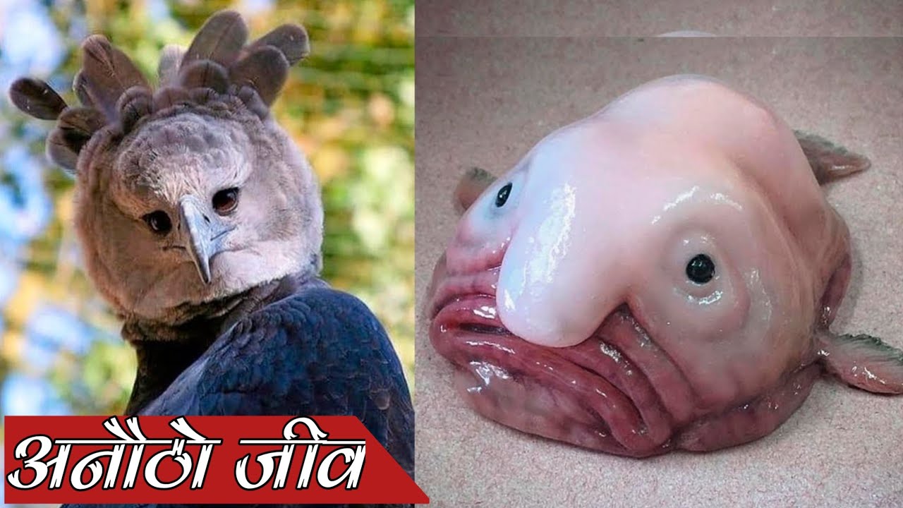 strange-animal-facts-nepali-facts-fact-nepal-shorts-nepalishorts