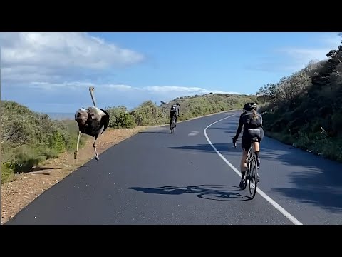 An Ostrich Joins in a Sunday Ride