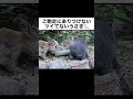 ご馳走にありつけないツイてないうさぎ