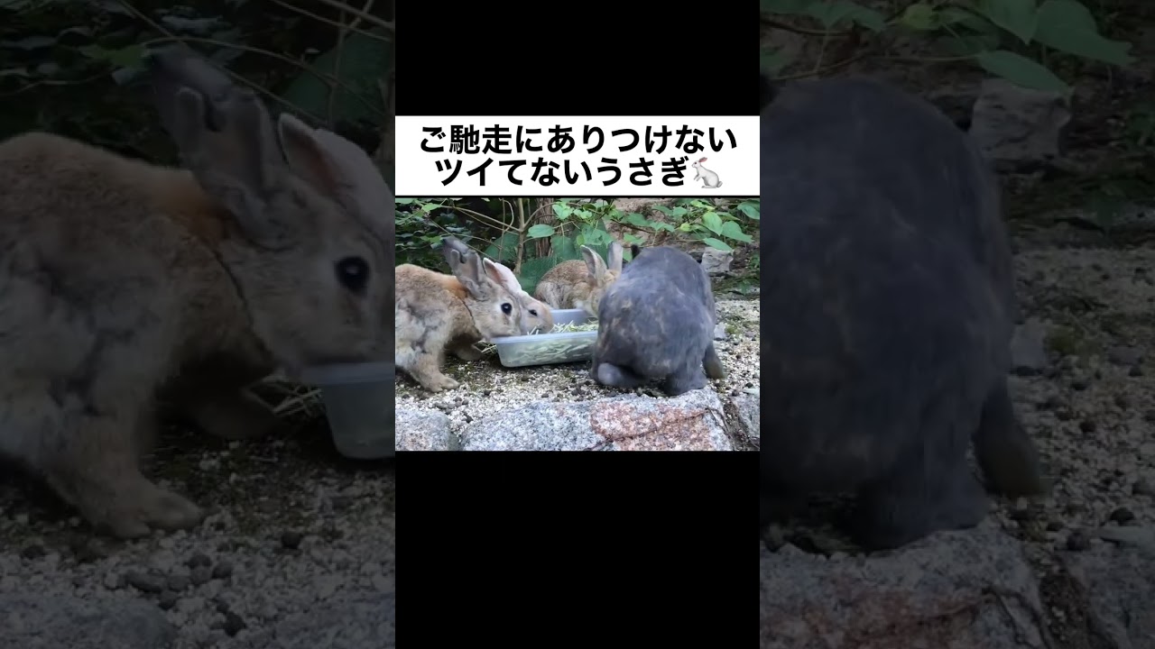 ご馳走にありつけないツイてないうさぎ