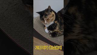 우리 새로 혼났을때 눈치 보는거 귀여워서 어떡하죠 ㅋㅋ~#고양이 #vlog #cat #눈치 #친구 #괴롭히기 #엄마 #혼날때 #불쌍하게보이기 #일상  #구독 #좋아요