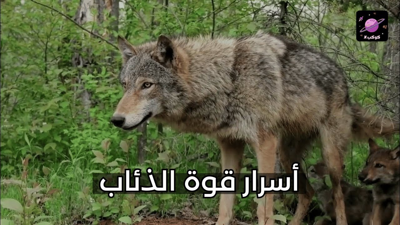 ذئاب البرية: أسطورة القوة والشجاعة في عالم الحيوان - YouTube