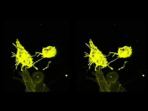 Video: TRPC1 Memediasi Transmisi Sinaptik Rangsang Lambat Di Oriens Hippocampal / Alveus Interneuron