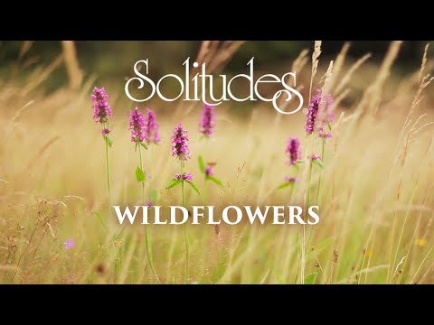 Video: Stargrass Wildflowers -kasvien kasvattaminen - Opi keltaisen tähtiruohon kasvien hoidosta