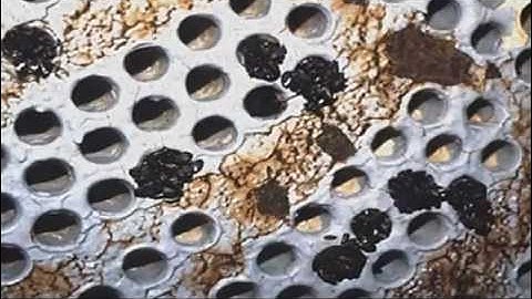 Silent Invaders Season 1: Zebra / Quagga Mussel Control