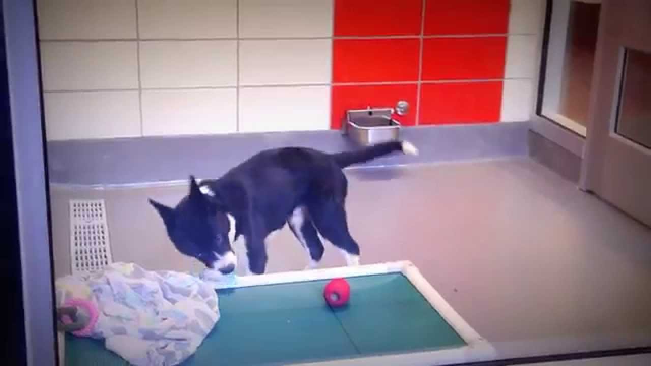 puppy paradise Caught Being Cute: Roland