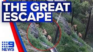 CCTV of five lions escaping from Taronga Zoo released | 9 News Australia
