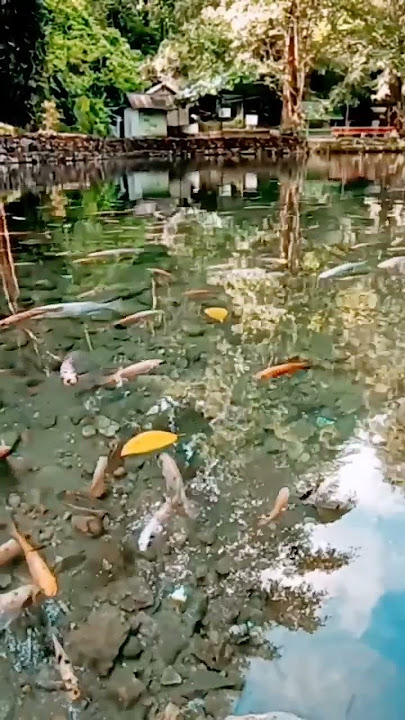 SUARA BURUNG BERKICAU DAN KOLAM IKAN NILA DI SENJOYO