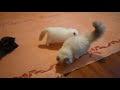 Our Persian and Himalayan Kittens Discover "The Bug" の動画、YouTube動画。