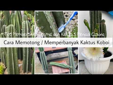 Video: Tips Memotong Tanaman Kaktus - Kapan Dan Cara Memotong Kaktus