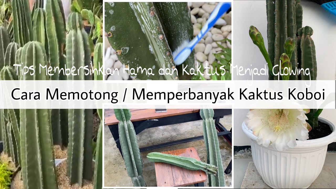 CARA MEMPERBANYAK KAKTUS KOBOI DAN MEMBERSIHKAN HAMA 