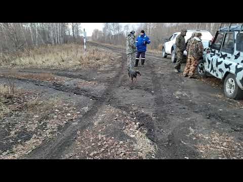 Видео: Первый выезд Макса на охоту. Через неделю исполнится 6 месяцев.