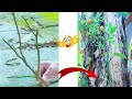 100% of you like this | Simple method of growing fruit trees for beginners