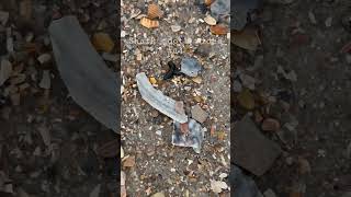 Shark tooth hunting video #14: how to find shark teeth on Amelia Island, Florida, fossil hunting!