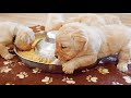 Labrador's Eat Their First Meal!!