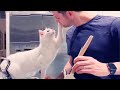 You'll Get A Cat After Watching This ❤️️ Cute Cats Showing Love To Their Owner