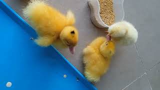 Birds#duckling#chicks#amazing #viral #youtube