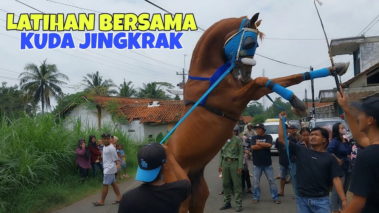 Latihan Bersama Kuda Jingkrak Di Desa Tursino Kutoarjo Purworejo
