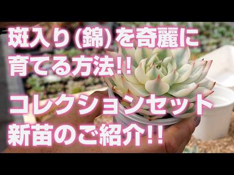 最新品種ブラックプリンス錦ビック王特大群生　抜き苗 YouTube