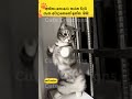 යකෝ මේකීගේ කුලප්පුව🤣🤣cat#funnyanimals#funny#cute#srilanka#shorts#short#trendingshorts#lankan#cats