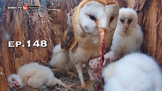 Barn Owl Nest ❸ ep.148Lechuzas en el nido DIRECTO (Cámara 38 | Ávila)