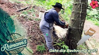 🤔 Haut die Sägeberechnung auch beim dritten Baum hin? | Willkommen bei den Reimanns