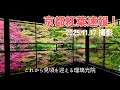 【京都紅葉速報2025】11.17撮影｜瑠璃光院の“机もみじ”｜京都八瀬の秋〈見頃までもう少し〉