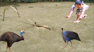 Build Simple uncommon Bird Trap Using Wood & Rubber - Easy Nest Trap Using wood | Unique Bird Trap