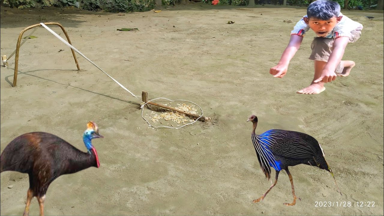 Build Simple uncommon Bird Trap Using Wood & Rubber - Easy Nest Trap Using wood | Unique Bird Trap