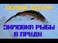 Зимовка рыбы в пруду: карпы кои, кометы, стерлядь. Первые потери