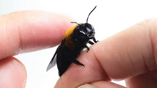 the process of making friends with a carpenter bee