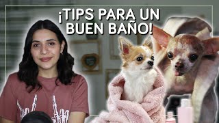 Cómo bañar a un perro chihuahua | Selena Mendivil