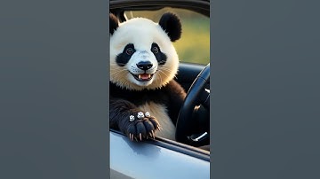 Panda driving car and laughing 😂 ... #panda4you