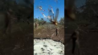পঙ্গপাল ঝড় 🤯 | Locust swarm_Shorts #shorts